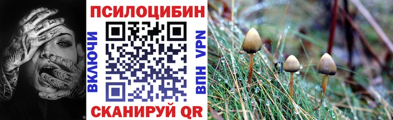 как найти закладки Хабаровск Псилоцибиновые грибы Psilocybe